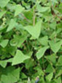 Bedford, Pound Ridge Events Battle Invasive Plant Species