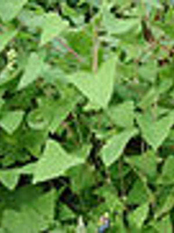 Bedford, Pound Ridge Events Battle Invasive Plant Species
