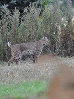 Video Of Dutchess Bobcat Sighting Tops Week's News