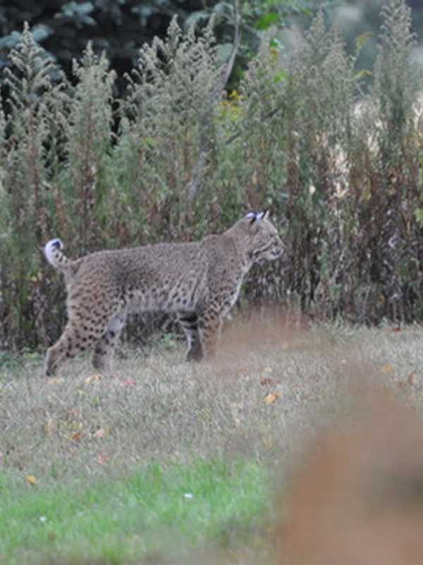 Video Of Dutchess Bobcat Sighting Tops Week's News
