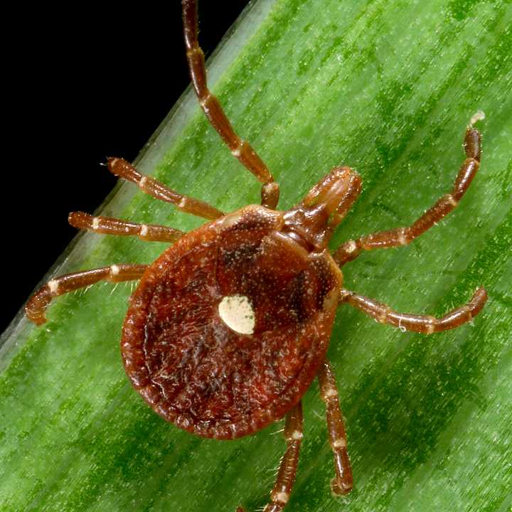 Lyme disease spread 320 percent in northeast U.S. counties over a 19-year period.