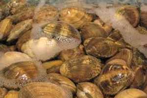 Pathways of Greenwich Plans Clambake