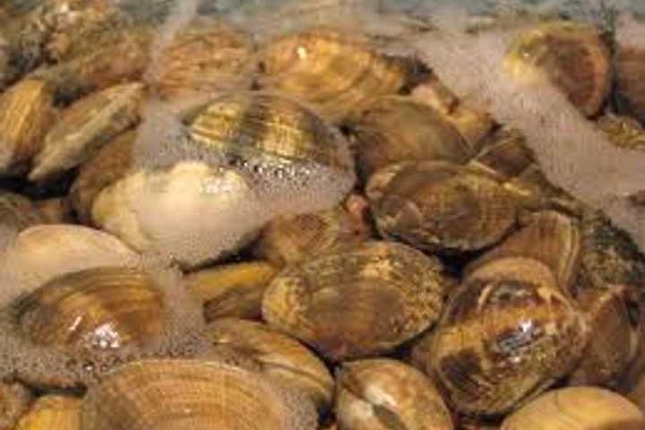 Pathways of Greenwich Plans Clambake