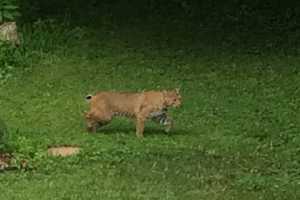 Valhalla Student Catches Bobcat On Camera
