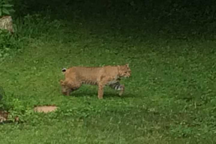 Valhalla Student Catches Bobcat On Camera