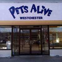 <p>Pets Alive operates a &quot;no-kill&quot; shelter on Warehouse Lane in Elmsford, but has announced its closing due to building disrepair and financial problems. Greenburgh town officials and the SPCA of Westchester are discussing ways to save the shelter.</p>