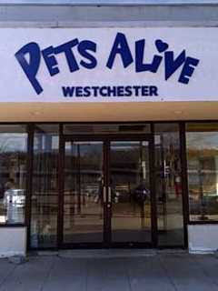Threat Of Closing Shelter Attracts Animal Lovers To Greenburgh Town Meeting