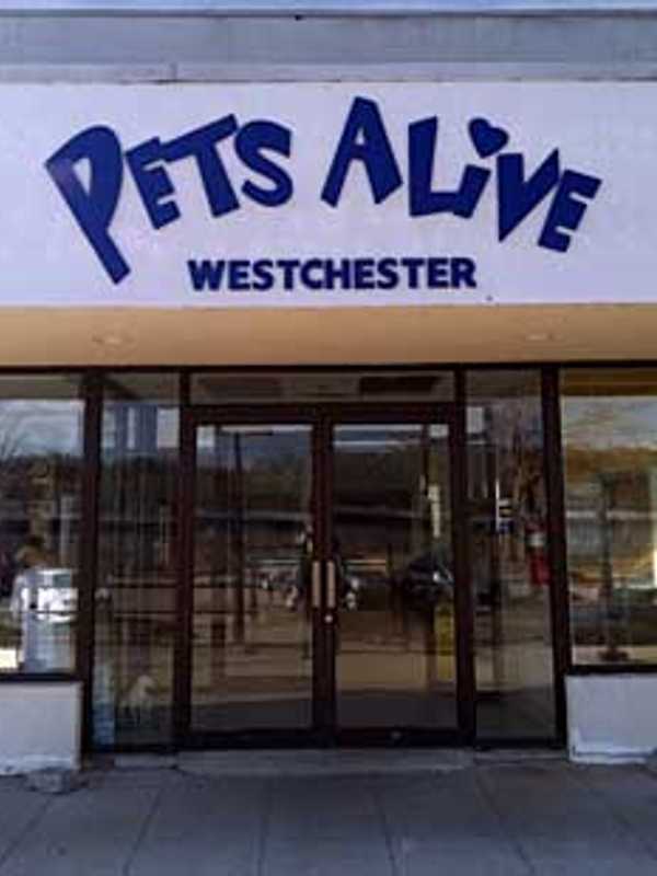 Threat Of Closing Shelter Attracts Animal Lovers To Greenburgh Town Meeting