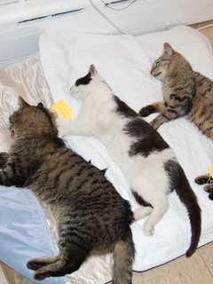 Sleepy Hollow Students Visit Animal Sanctuary