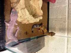 Dogs, Reptiles Rescued From Home By SPCA Of Westchester