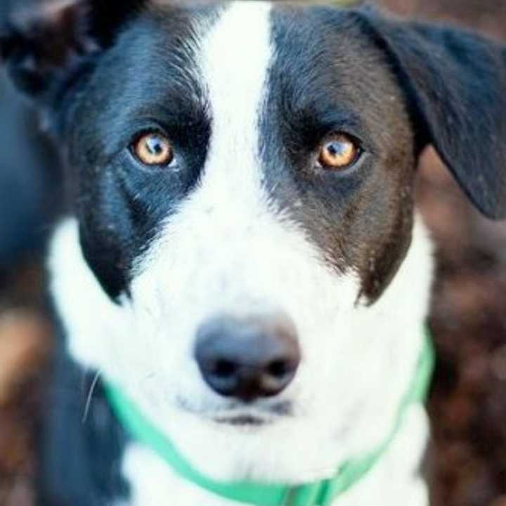 Banjo is a corgi/border collie mix who loves to have his belly rubbed.