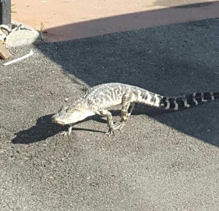 A photo by NYPD of the alligator crossing a city street Saturday.