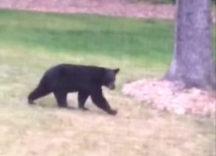 The &#x27;Georgetown Bear&#x27; walks through a yard in Weston. 