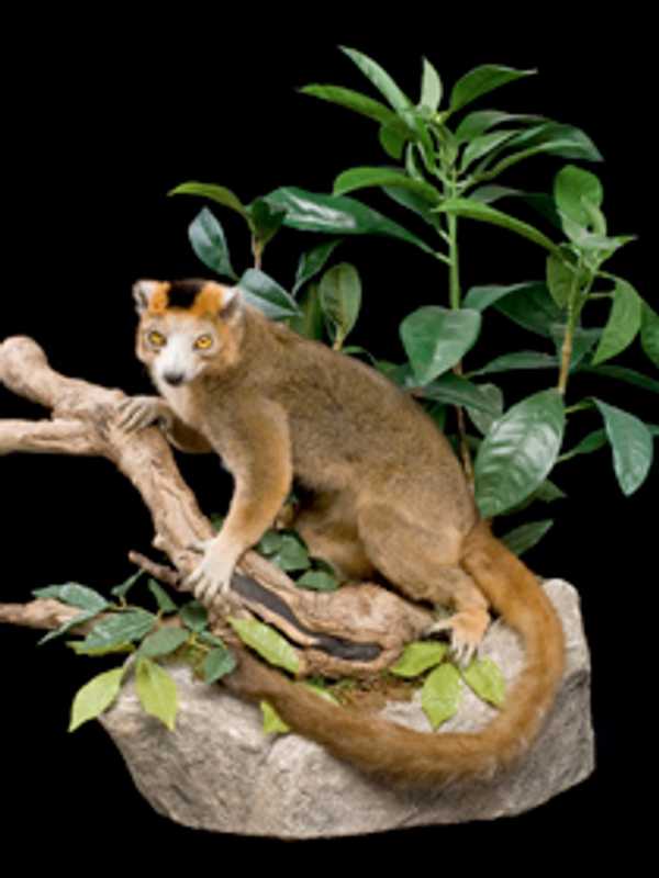 NY Times Spotlights Madagascar Exhibit At Greenwich's Bruce Museum