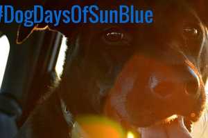Solar Company Hosts Dog Days Competition In Sleepy Hollow