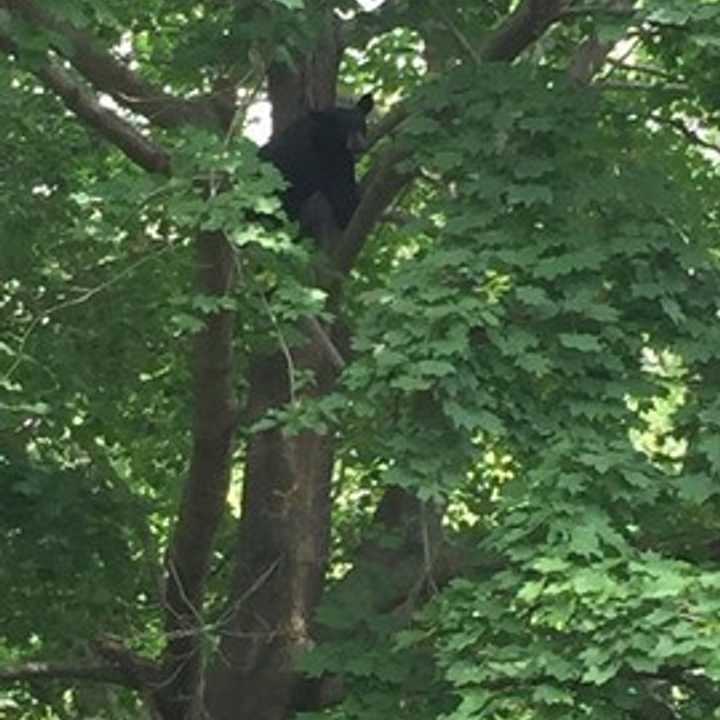 A young bear sleeps in a tree in a yard in Fairfield last month. 