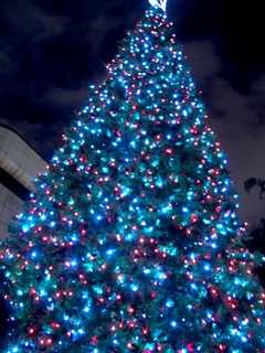 Join Town Of Cortlandt For Holiday Tree, Menorah Lighting, Caroling