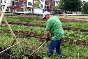 Stamford's Fairgate Farm Helps Grow Community Along With Vegetables