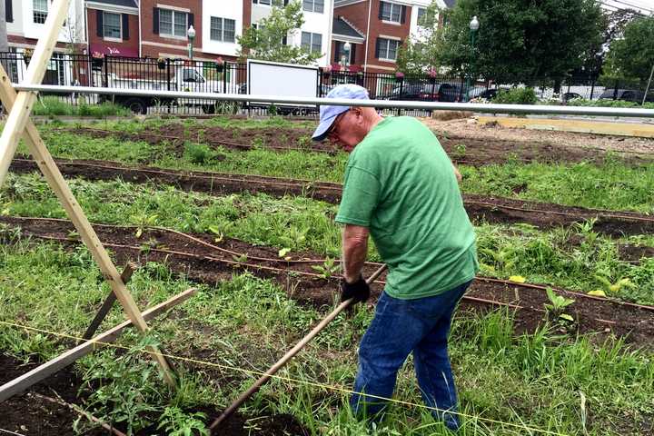 Stamford's Fairgate Farm Helps Grow Community Along With Vegetables