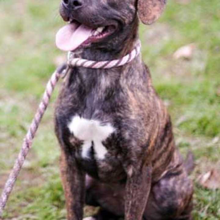 Annie, a mutt, is one of many adoptable pets available at the SPCA of Westchester in Briarcliff Manor.