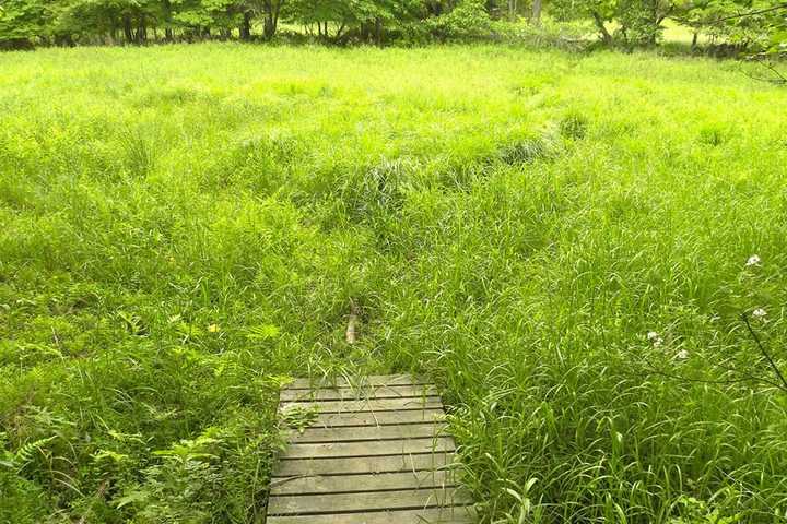 Pound Ridge's Clark Preserve Holding  Volunteer Session