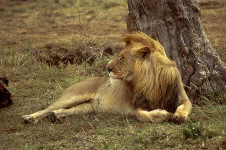 Blumenthal Joins Call For Animal Trophies Act After Death Of Cecil The Lion