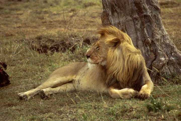 Sen. Richard Blumenthal will introduce a bill that would help curb the sport killing of endangered species like Cecil the African Lion.