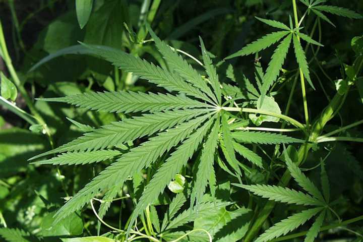 Nassau Lawmakers Vote To Opt Out If Pot Sales Legalized