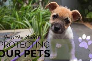 Pet Store Abuse Allegations Spur Action By Murphy