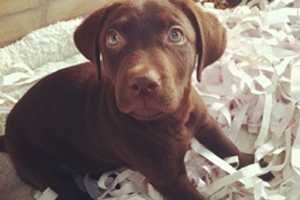 Animal Cruelty Charges Top Week's News Around Putnam County