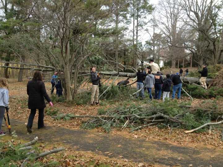Tuckahoe students and parent volunteers literally moved trees in the park.