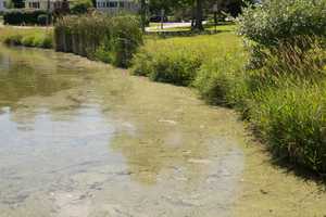 Blue-Green Algae Closes Putnam Beaches