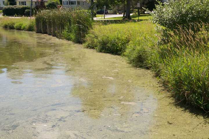 Blue-Green Algae Closes Putnam Beaches