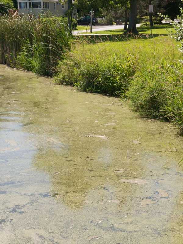 Blue-Green Algae Arrives Early In Putnam County