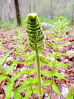 Westchester Land Trust Organizes Nature Program With NW Hospital