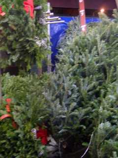Leaf, Trash, Christmas Tree Collections Vary In New Rochelle