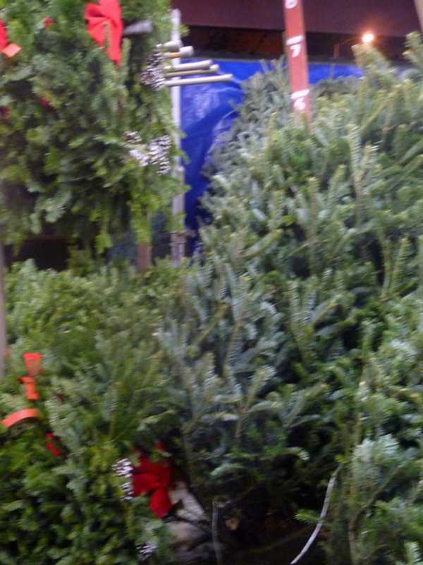 Leaf, Trash, Christmas Tree Collections Vary In New Rochelle