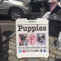 <p>Furrylicious brought puppies to the sidewalk event in Scarsdale.</p>