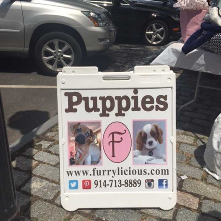 Furrylicious brought puppies to the sidewalk event in Scarsdale.