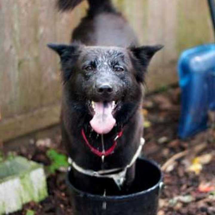 Bear, a retriever mix, is one of many adoptable pets available at the SPCA of Westchester in Briarcliff Manor.