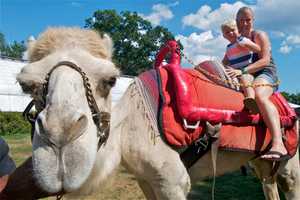 Kids Saddle Up The Camel's Back For A Ride At Bridgeport's Beardsley Zoo