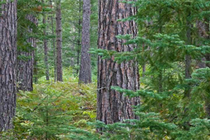 Lewisboro Land Trust Holding Hike Through Indian Brook Assemblage 