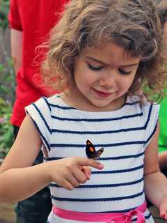 Maritime Aquarium's Butterfly Exhibit In Norwalk Nears Final Days
