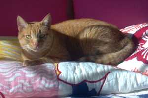 Darien, Have You Seen Missing Cat? 