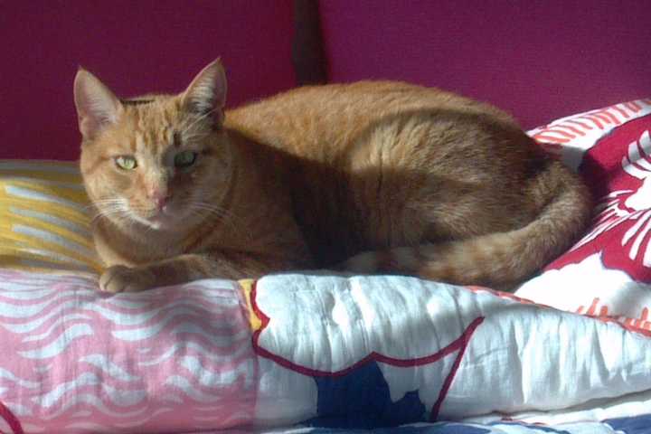 Darien, Have You Seen Missing Cat? 
