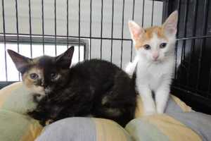 SPCA In Briarcliff Sponsors Clear The Shelter Day
