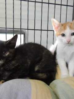 Cat, Kitten Adoption Fees Reduced At Putnam Humane Society