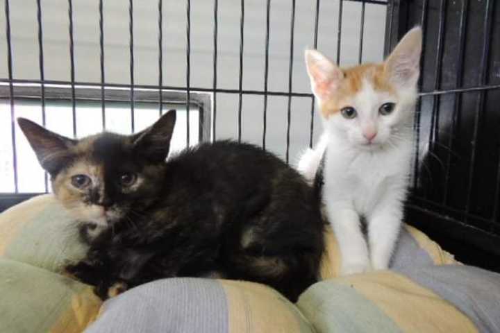 SPCA In Briarcliff Sponsors Clear The Shelter Day