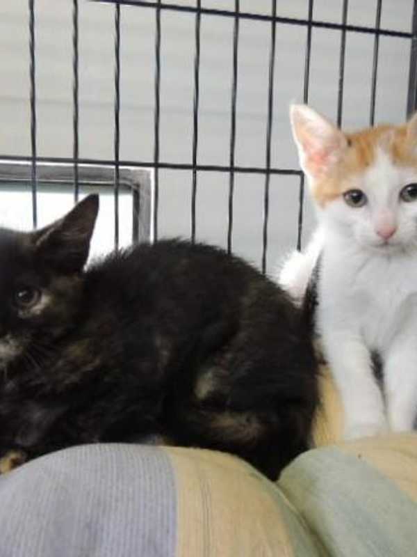 Cat, Kitten Adoption Fees Reduced At Putnam Humane Society