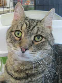 Putnam Humane Society Holding Spay, Neuter Clinic For Cats